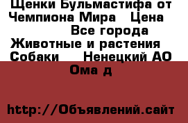 Щенки Бульмастифа от Чемпиона Мира › Цена ­ 1 000 - Все города Животные и растения » Собаки   . Ненецкий АО,Ома д.